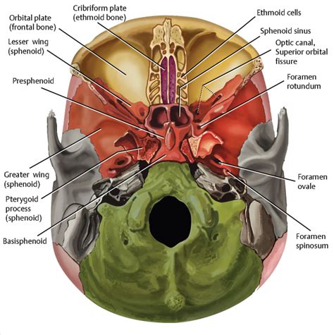 cranial fossa|cranial fossa anatomy.